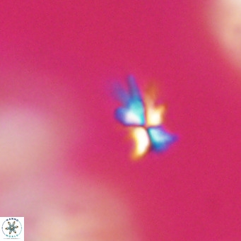 Sphenolithus multispinatus VR 31385