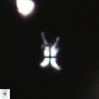 Sphenolithus multispinatus VR 31331