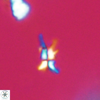 Sphenolithus multispinatus VR 31332