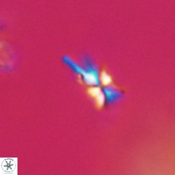 Sphenolithus multispinatus VR 31333