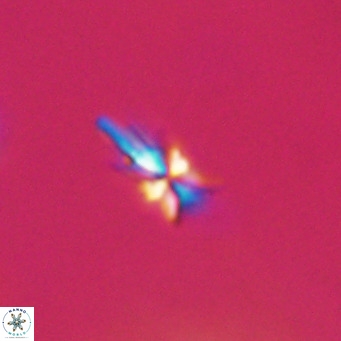 Sphenolithus multispinatus VR 31335