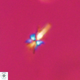Sphenolithus multispinatus VR 31336