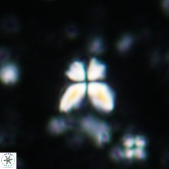 Sphenolithus neospiniger 1937