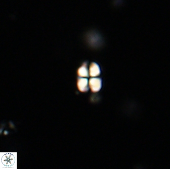Sphenolithus sp 64815