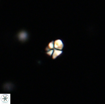 Sphenolithus sp 64820
