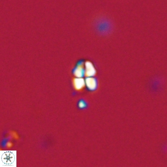 Sphenolithus sp 64822