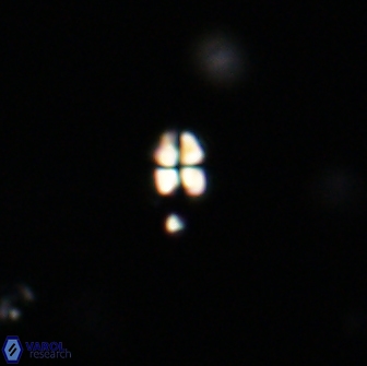 Sphenolithus sp 64823