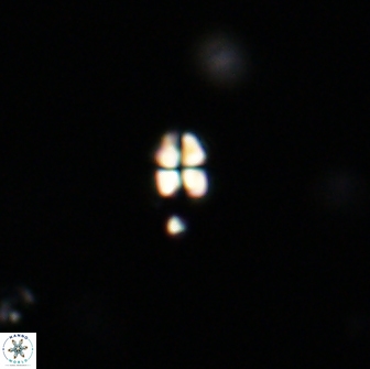Sphenolithus sp 64823