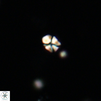 Sphenolithus sp 64824