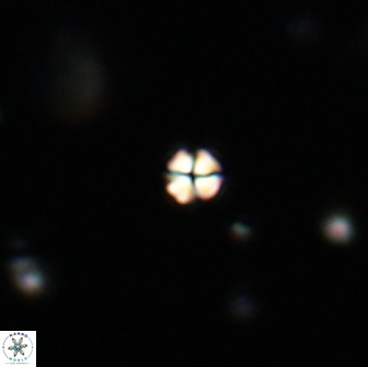 Sphenolithus sp 64836