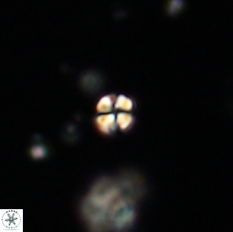 Sphenolithus sp 64839