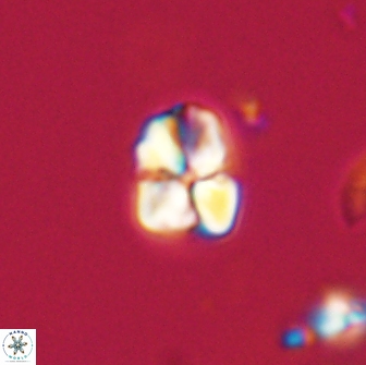 Sphenolithus sp 64934