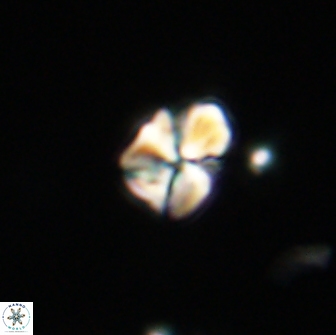 Sphenolithus sp 64939