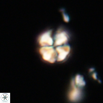 Sphenolithus sp 64943