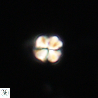 Sphenolithus sp 64947
