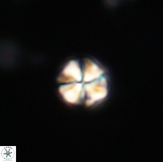 Sphenolithus sp 64948