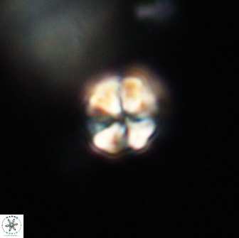 Sphenolithus sp 64951
