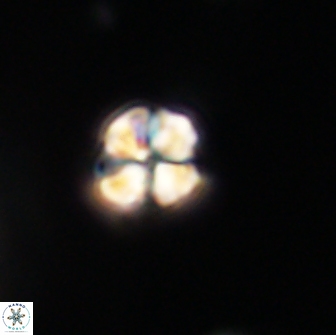Sphenolithus sp 64952