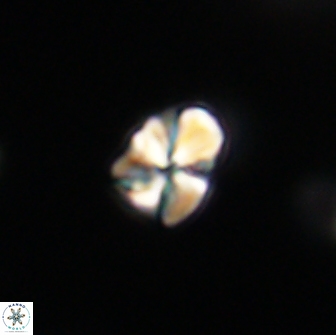 Sphenolithus sp 64959
