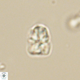 Sphenolithus sp 64960