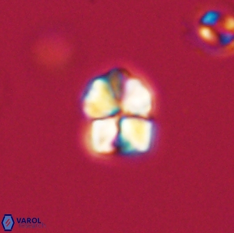 Sphenolithus sp 64966