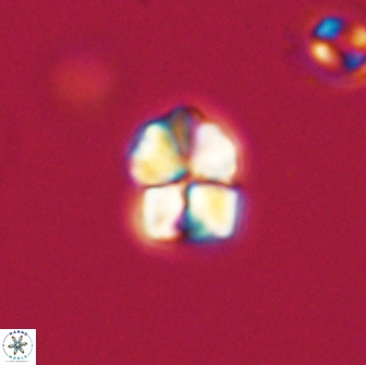 Sphenolithus sp 64966
