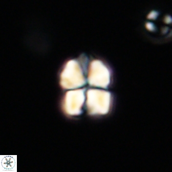Sphenolithus sp 64967