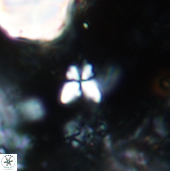 Sphenolithus spiniger 1973