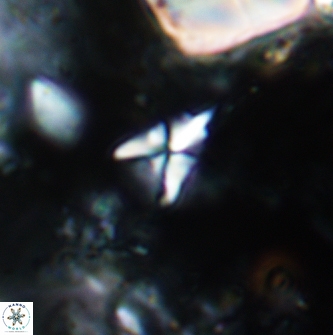 Sphenolithus spiniger 1976
