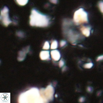 Sphenolithus spiniger VR 025804