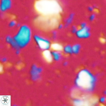 Sphenolithus spiniger VR 025805