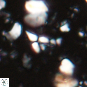 Sphenolithus spiniger VR 025806
