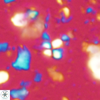 Sphenolithus spiniger VR 025807
