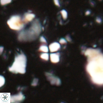 Sphenolithus spiniger VR 025808