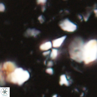 Sphenolithus spiniger VR 025809