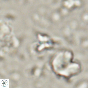 Sphenolithus spiniger VR 025819
