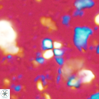 Sphenolithus spiniger VR 025811