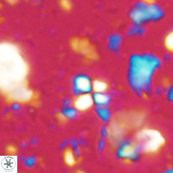 Sphenolithus spiniger VR 025812