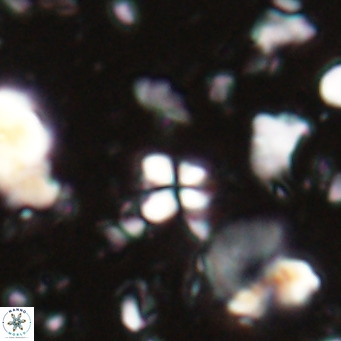 Sphenolithus spiniger VR 025813