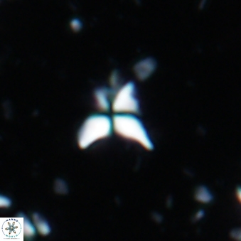 Sphenolithus spinula 1936