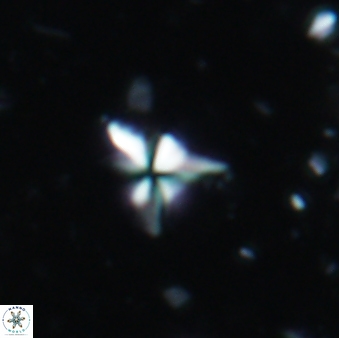 Sphenolithus spinula 1933