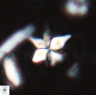 Sphenolithus stellatus 26066