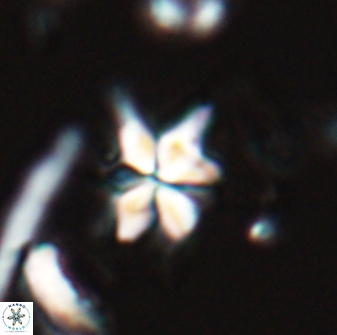 Sphenolithus stellatus 26067