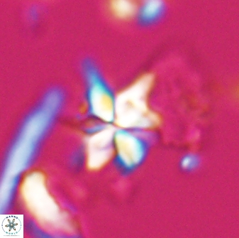 Sphenolithus stellatus 26068