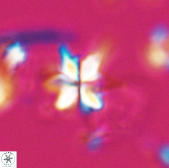 Sphenolithus stellatus 26069
