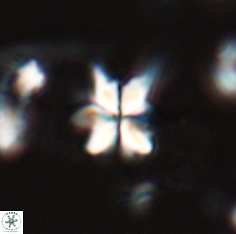 Sphenolithus stellatus 26070
