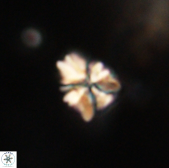 Sphenolithus paleodissimilis 63248