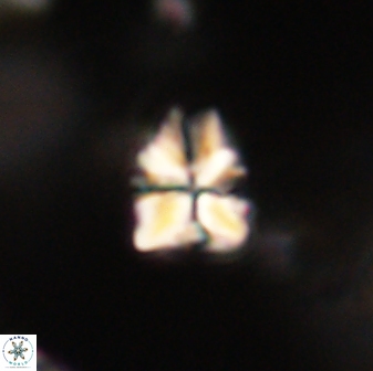 Sphenolithus paleodissimilis 63254