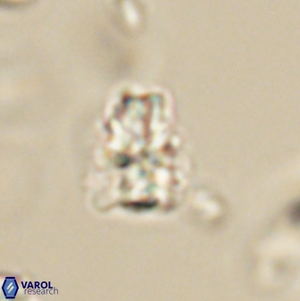 Sphenolithus paleodissimilis 63255