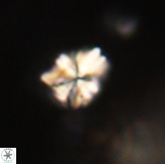 Sphenolithus paleodissimilis 63251